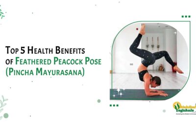 Top 5 Health Benefits of Feathered Peacock Pose(Pincha Mayurasana)