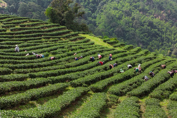 Munnar The Tea Garden Wonderland