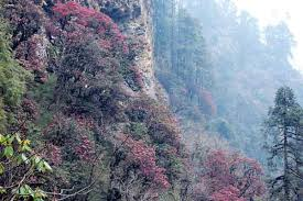 TREKKING AMIDST BLOOMING RHODODENDRON FORESTS – EXPERIENCE NEPAL'S SPRING BEAUTY TREKKING AMIDST BLOOMING RHODODENDRON FORESTS – EXPERIENCE NEPAL'S SPRING BEAUTY