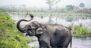 ELEPHANT BATHING IN RIVER – A MAJESTIC WILDLIFE MOMENT ELEPHANT BATHING IN RIVER – A MAJESTIC WILDLIFE MOMENT