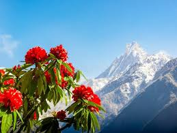 Spring Awakening Flowers in Nepal – Vibrant Blooms and Natural Beauty Spring Awakening Flowers in Nepal – Vibrant Blooms and Natural Beauty